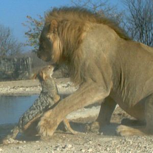 Feisty Jackal takes on huge Lion