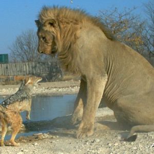 Feisty Jackal takes on huge Lion