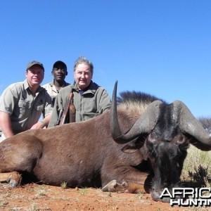 Black Wildebeest