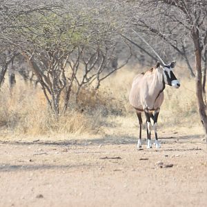 Gemsbok Namibia