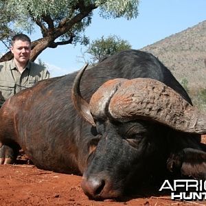 Cape Buffalo