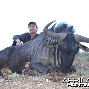 Blue Wildebeest