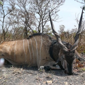 Hunting Giant Eland in CAR