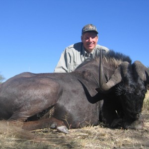 Namibia Black Wildebeest