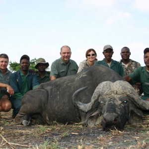 Cape Buffalo