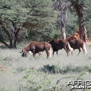 Namibia Black Wildebeest