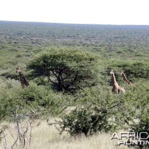 Namibia Giraffe