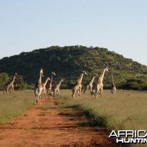 Namibia Giraffe