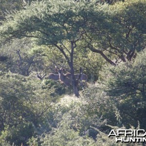 Kudu Namibia