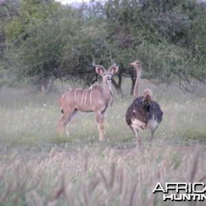 Kudu Namibia