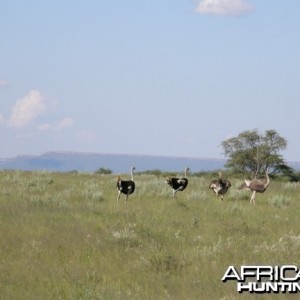 Ostrich Namibia