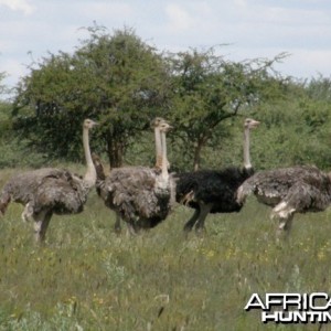 Ostrich Namibia