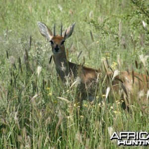 Steenbok Namibia