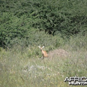 Steenbok Namibia