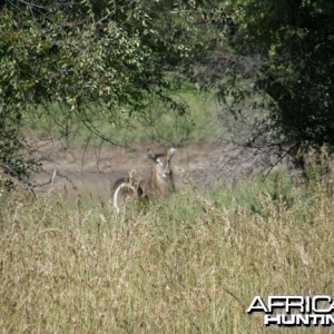 Waterbuck Namibia