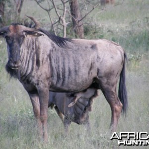 Wildebeest Namibia