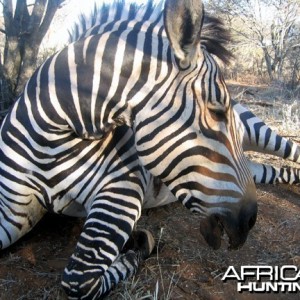 Hartmann's Zebra Hunt Namibia