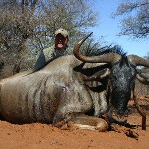 Blue Wildebeest