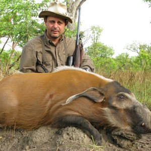 Red river hog hunting in CAR