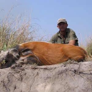 Red river hog hunting in CAR