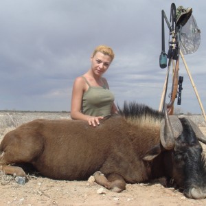 Black Wildebeest Hunting