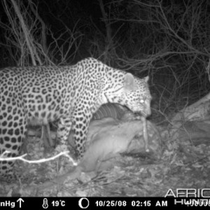 Leopard on Kudu