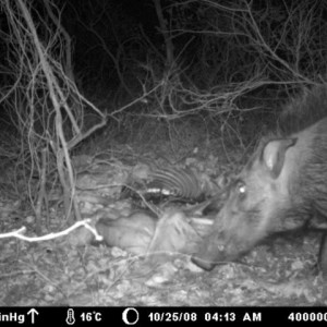 Bushpig on Kudu