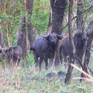 Buffalo CAR