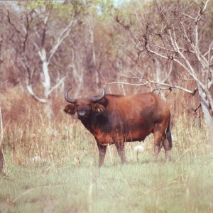 Young red buffalo. CAR