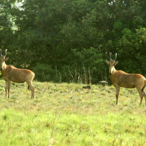 Hartebeest