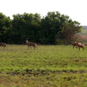 Hartebeest