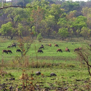 Buffalo in CAR