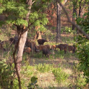 Buffalo in CAR