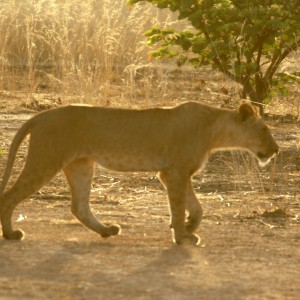 Lion  in  CAR