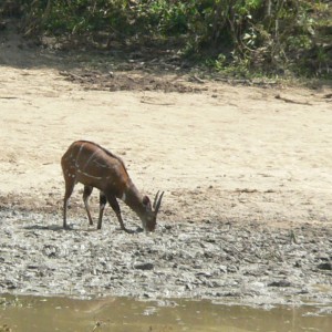 Harnessed Bushbuck in  CAR