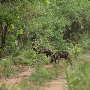 Wild Dogs