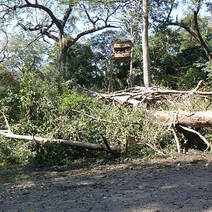 Tree blind