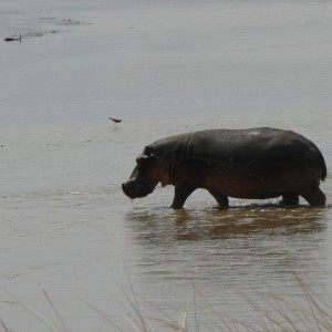 hippo