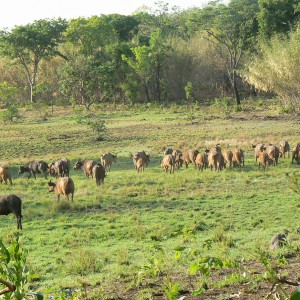 Buffalo