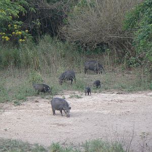 Giant Forest Hog family