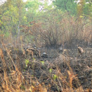 Spotted Hyena