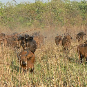 Buffalo