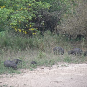 Giant forest Hog family in CAR