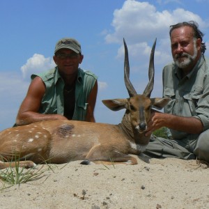 Harnessed Bushbuck