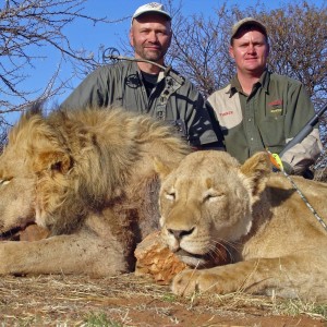 Lions, male and female with bow taken with Warthog Safaris