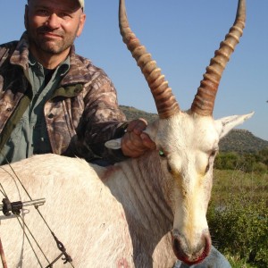 White Blesbok with bow, took with Warthog Safaris