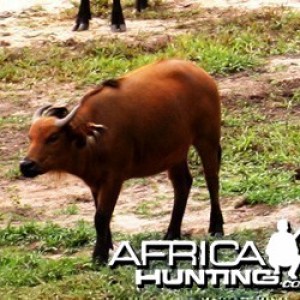 Young Forest Buffalo in CAR