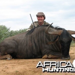 Blue Wildebeest Hunting in Namibia