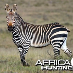 Cape Mountain Zebra (Mountain Zebra)