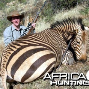 Hartmann's Zebra (Mountain Zebra) Namibia